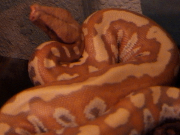 Female Albino Blood Python 5
