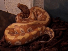 Female Albino Blood Python 6