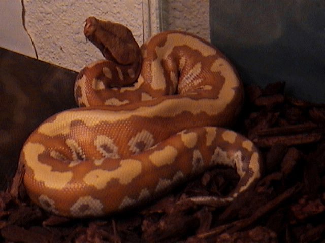 Female Albino Blood Python 6