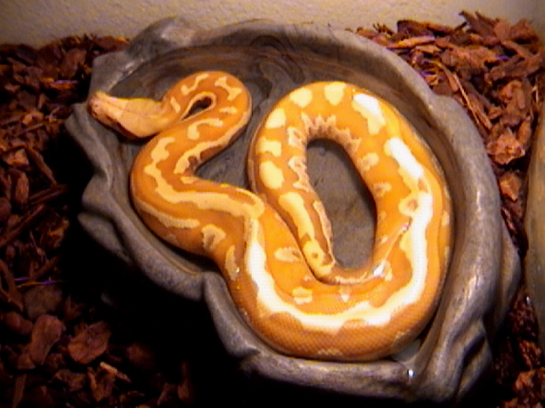 Male  Albino Blood Python 1