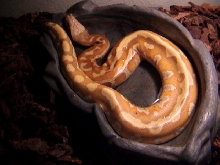 Male  Albino Blood Python 2