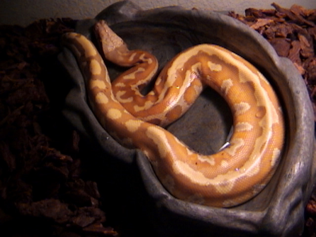 Male  Albino Blood Python 2