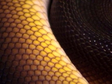 whitelip4