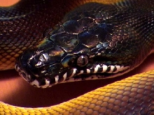 whitelip5