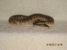 Male Pewter pic 1