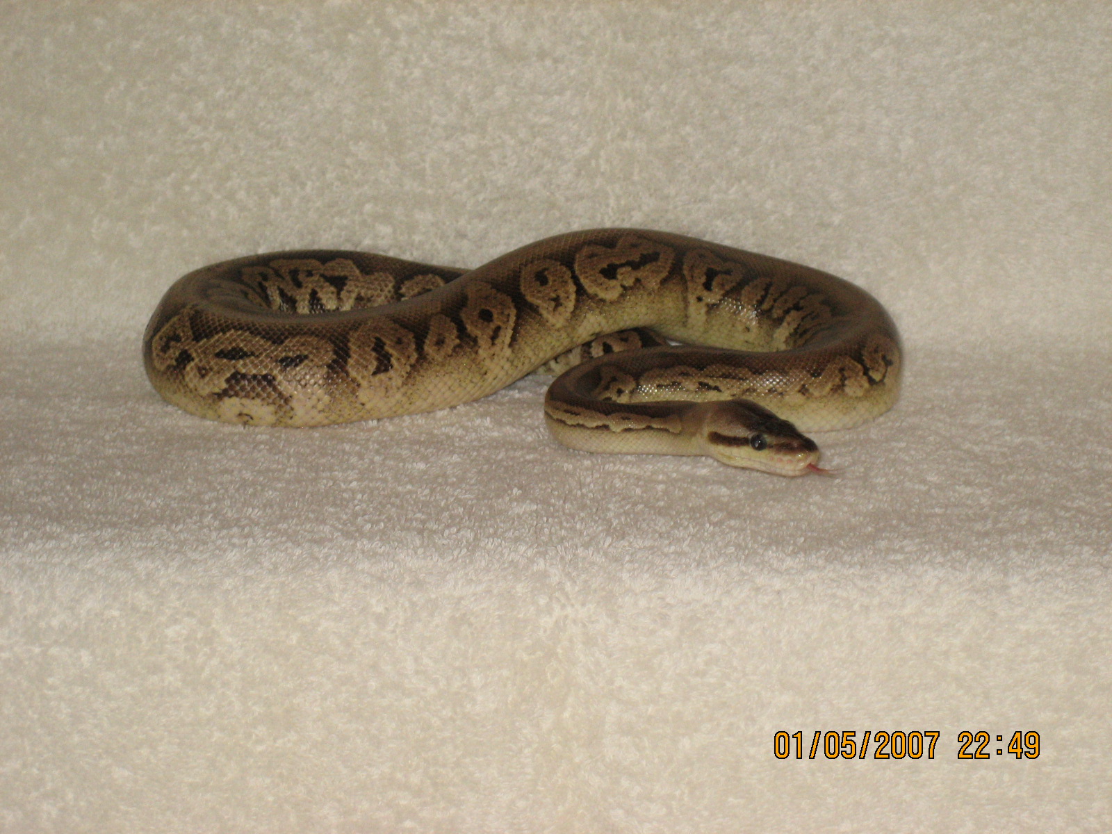 Male Pewter pic 1