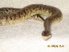 Male Pewter pic 2
