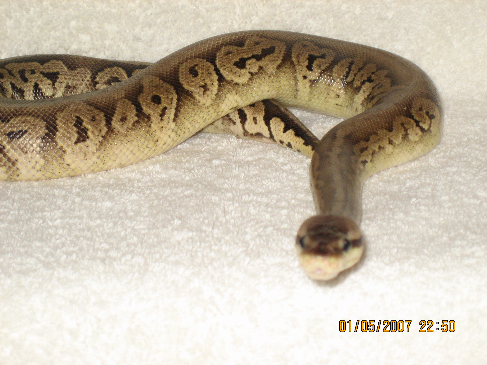Male Pewter pic 2