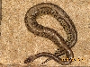 Male Pewter pic 3