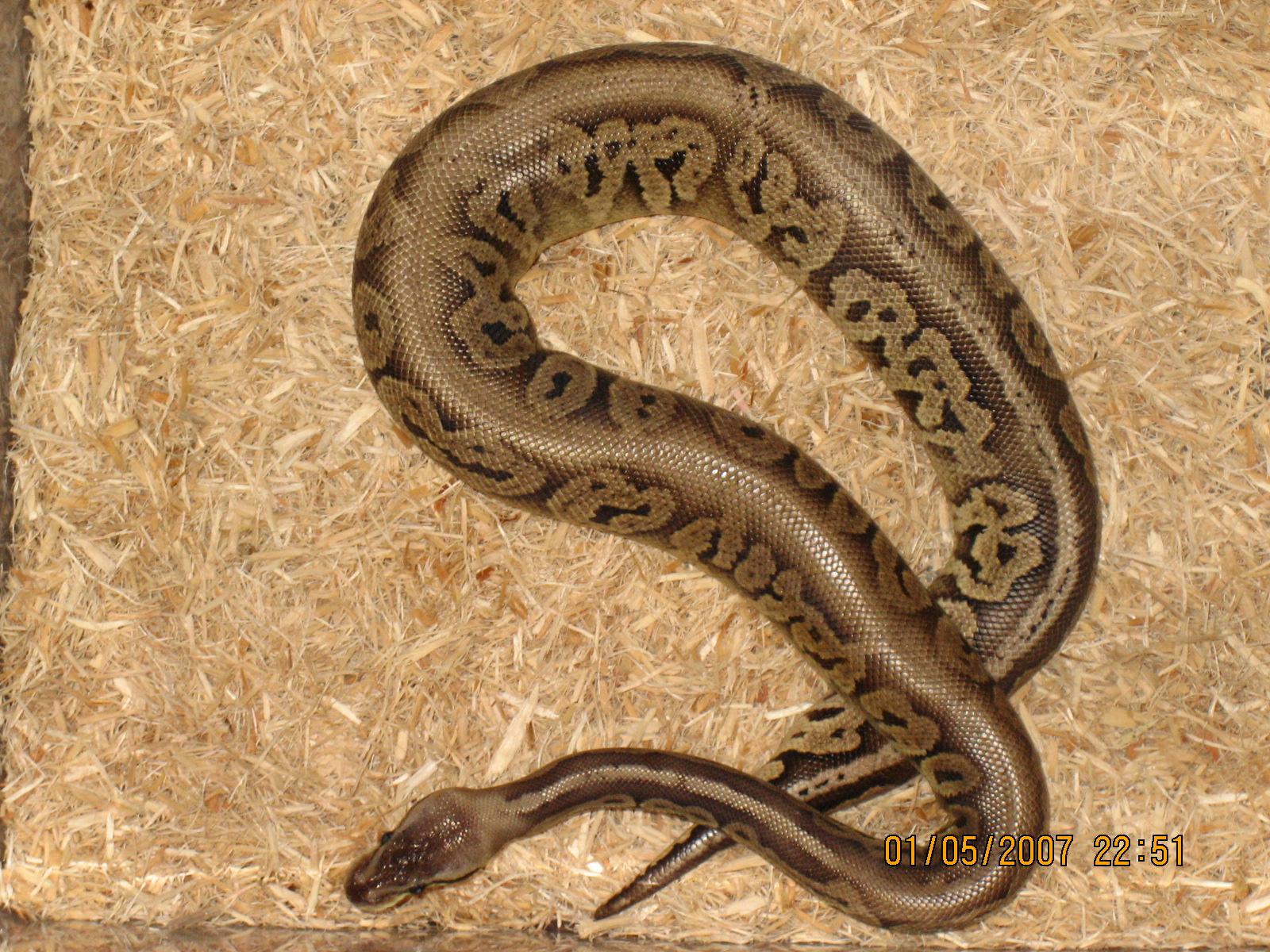 Male Pewter pic 3