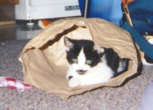 the ever popular paper bag