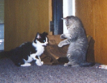c'mon - I can take ya