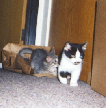 by the closet door - VERY short