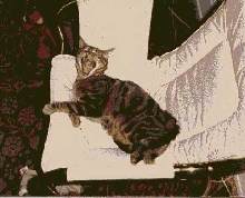 Tikka - RIP