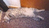 lookit da spots!!!!!!