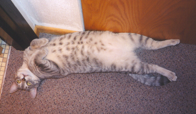 lookit da spots!!!!!!