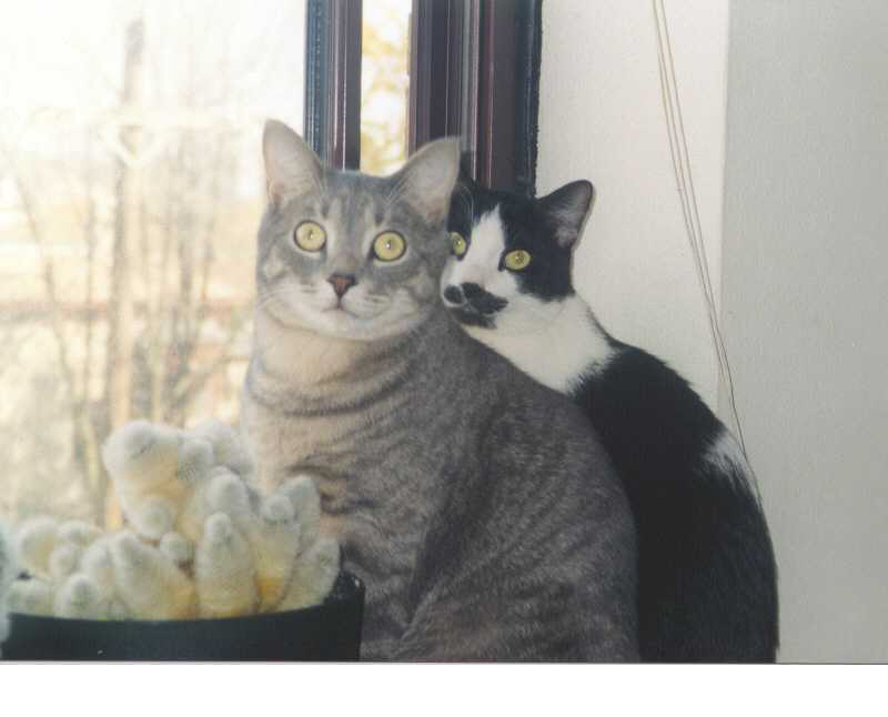 Boys' Portrait