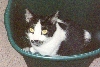 Bandit administering "sit inside something" therapy