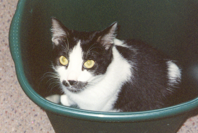 Bandit administering "sit inside something" therapy