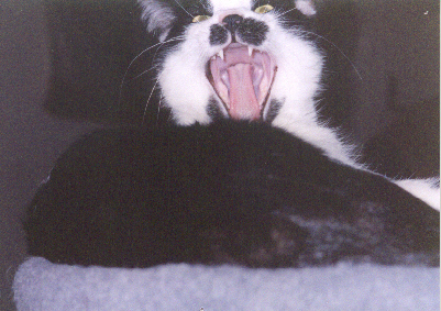 The Gaping Maw