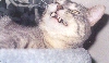 Vampire Kitty