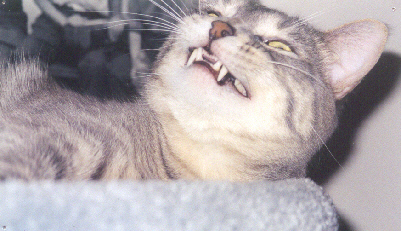 Vampire Kitty