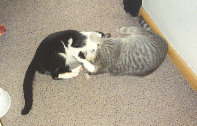 yin-yang