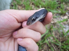 Black racer