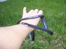 Black racer