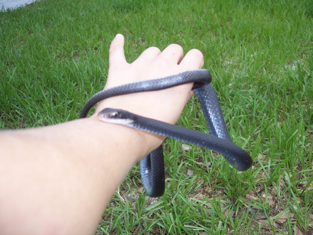 Black racer