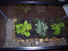 Top view