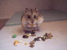 Bruno the Dwarf hamster