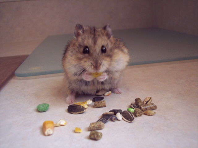 Bruno the Dwarf hamster