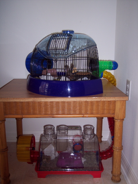 Bruno's home