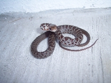 baby black racer