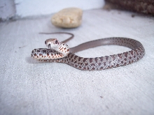 baby black racer