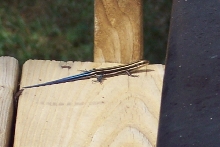 skink