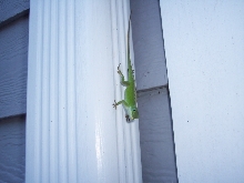 anole
