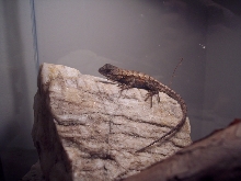 eastern fence lizard