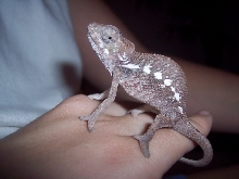 Sir Lancelot