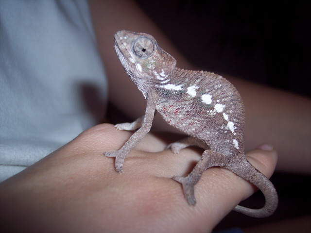 Sir Lancelot