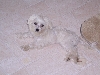 Sophie