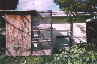 Iguana home