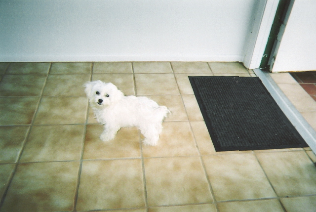 Sophie