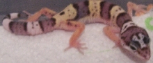 lizard 3