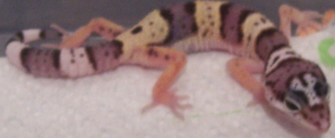 lizard 3