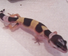 lizard 4