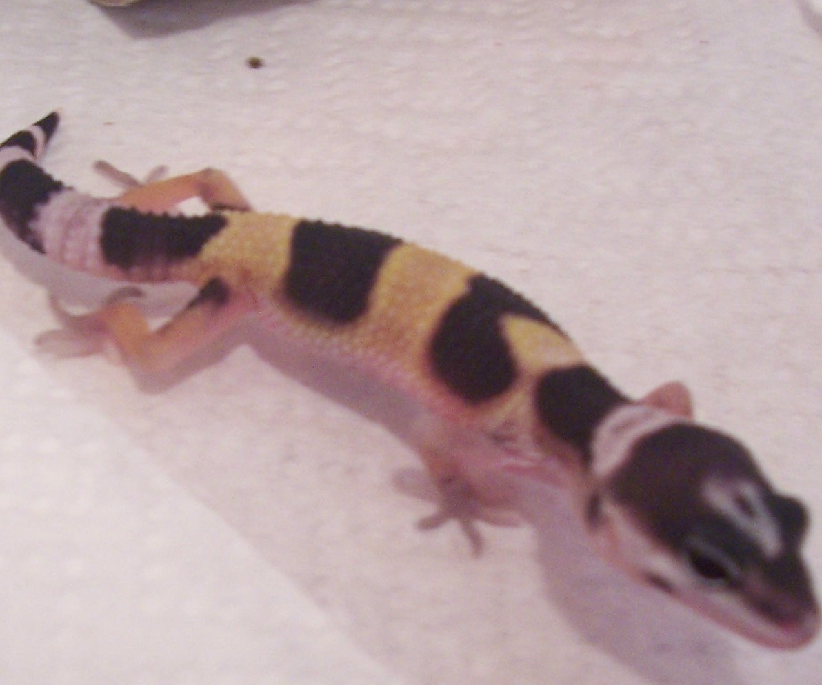 lizard 4