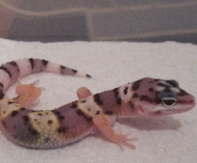 lizard 5