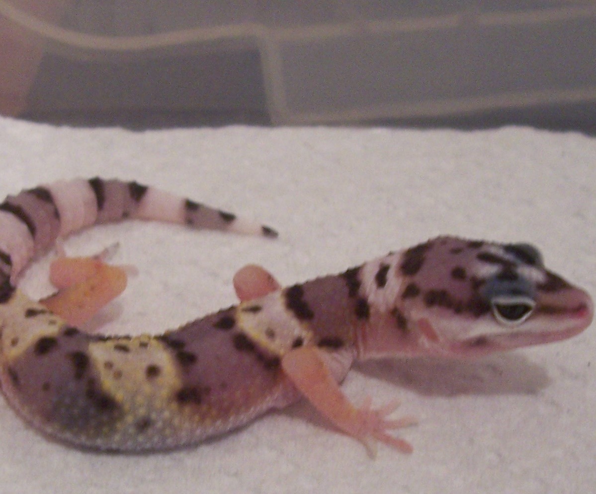 lizard 5